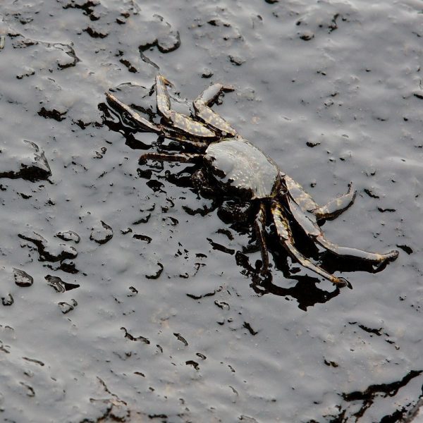 crab and crude oil spill on the stone at the beach, focus on crab